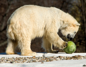 polarbear