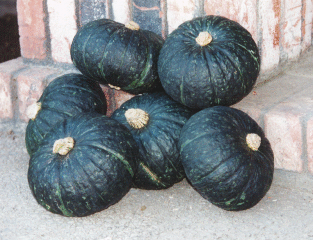 kabocha